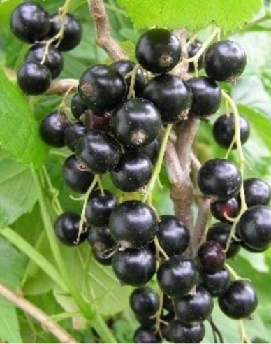 Černý rybíz Sofijevskaja Stromcekova