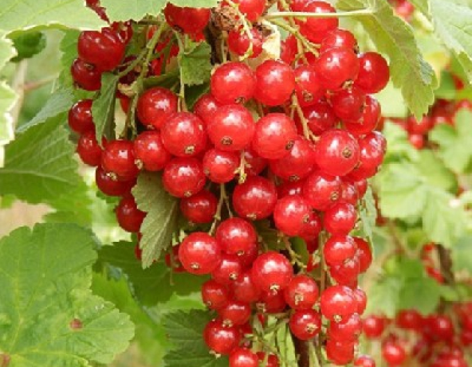 Červený rybíz ´Junifer´ Stromčeková
