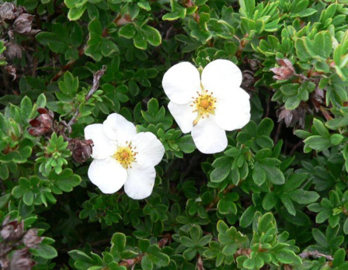 Tilford Cream