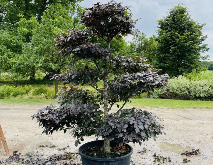Buk lesní atropurpurea´Bonsai´