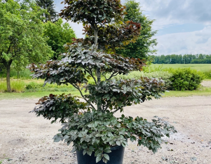Buk lesní atropurpurea´Bonsai´