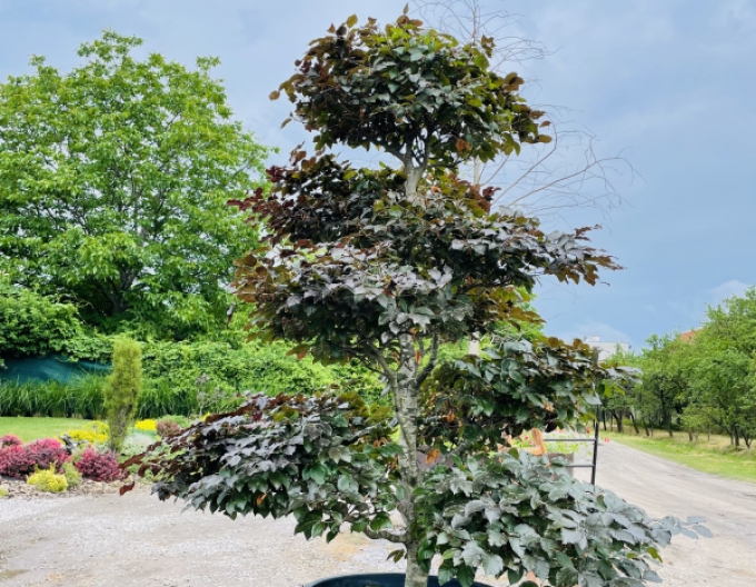 Buk lesní atropurpurea´Bonsai´
