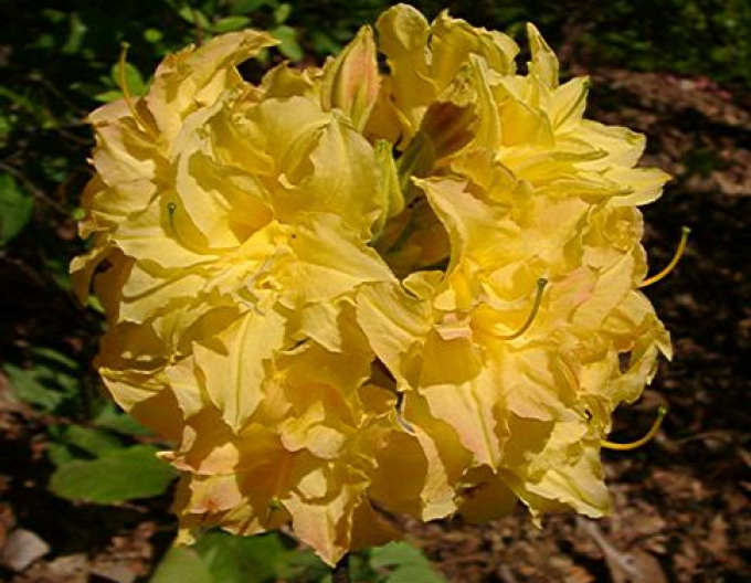 Azalka velkokvětá Yellow Pom Pom