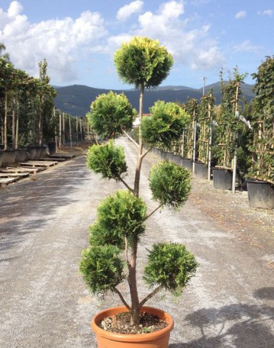 Cypřišovec Leylandův PON PON 120cm