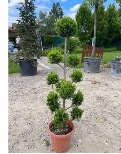 Cypřišovec Leylandův PON PON 120cm