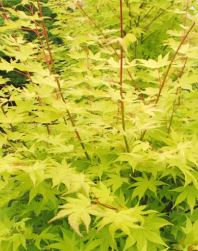 Javor dlanitolistý Summer Gold