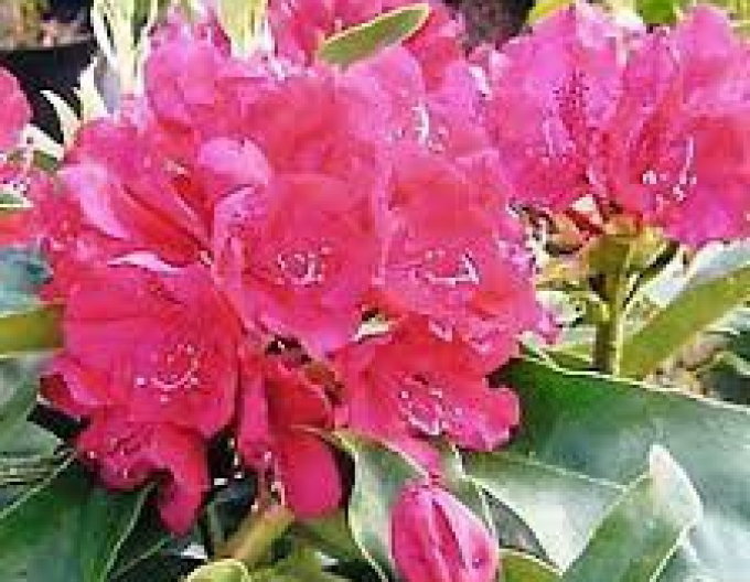 Pěnišník Souvenir of Anthony Waterer Rose