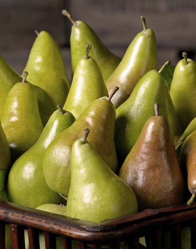 Sloupovitá hruška Concorde 2l