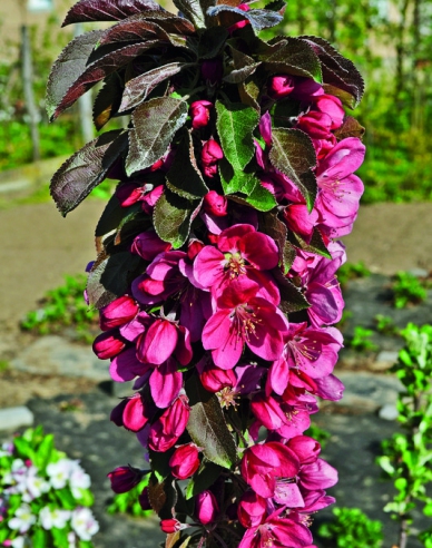 Sloupovitá jabloň Maypole podzimní, podn. M7, kont. 5L