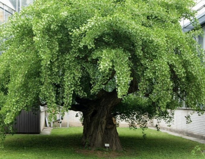 Ginkgo dvoulisté ´Pendula´ na stonku