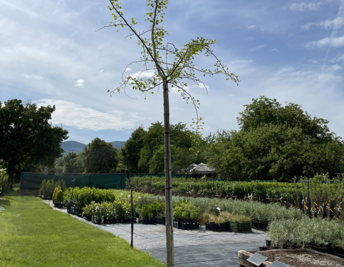 Ginkgo dvoulisté ´Pendula´ na stonku