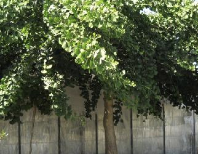 Ginkgo dvoulisté ´Pendula´ na stonku