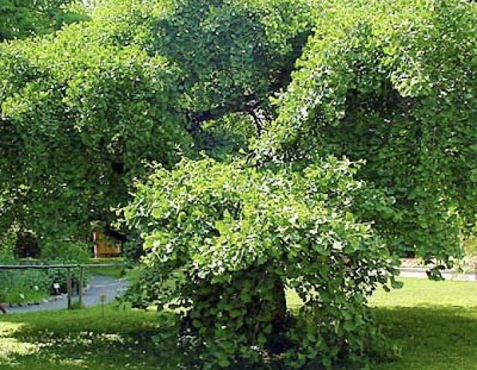 Ginkgo dvoulisté ´Pendula´ na stonku