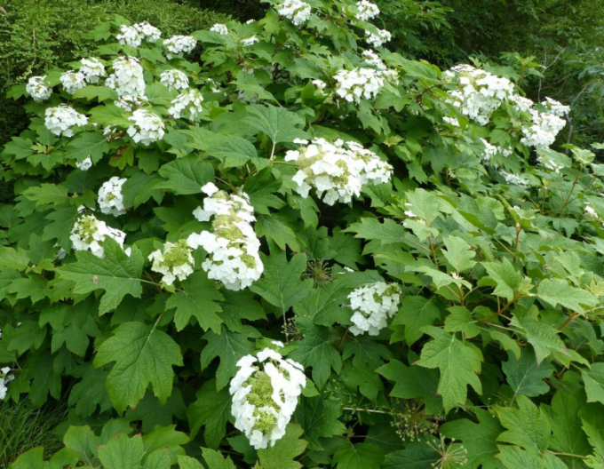 Hortenzie Sikes Dwarf