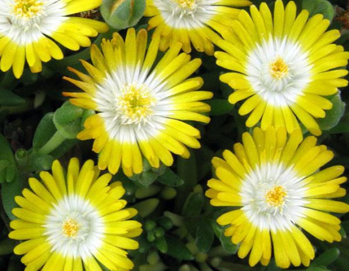Delosperma Jewel of Desert Peridott