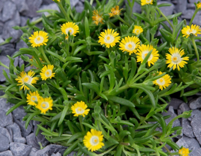 Delosperma Jewel of Desert Peridott