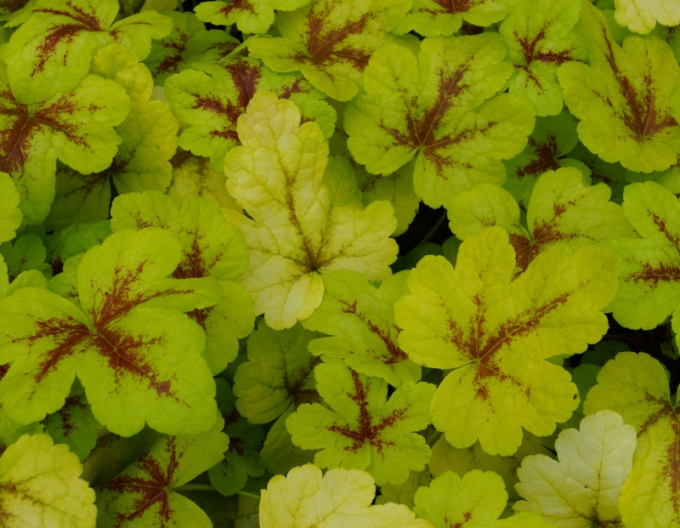 Heucherella ´Mojito´
