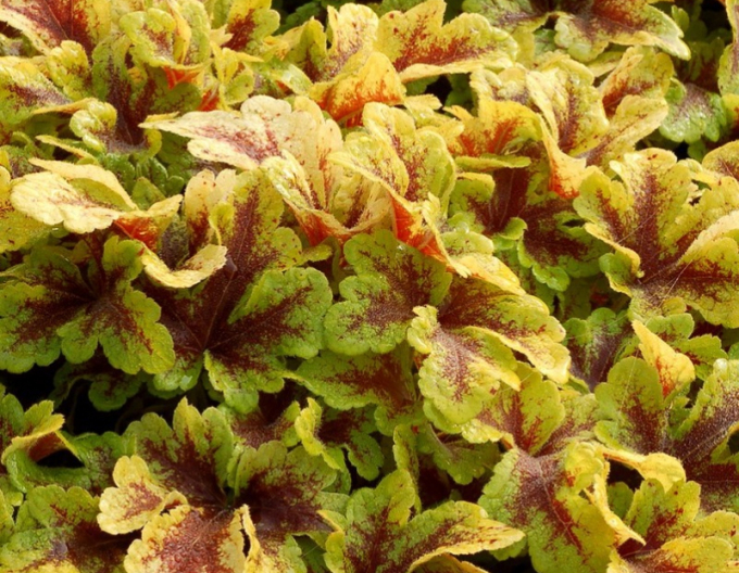 Heucherella ´Mojito´