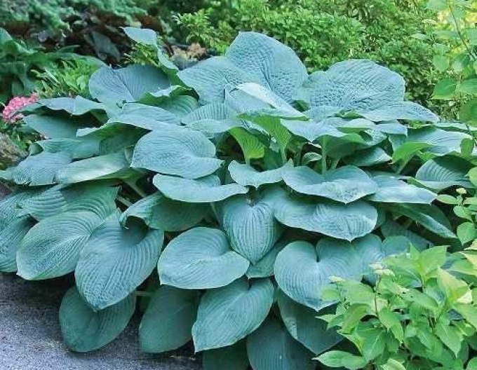 Bohyška ´Bressingham Blue´