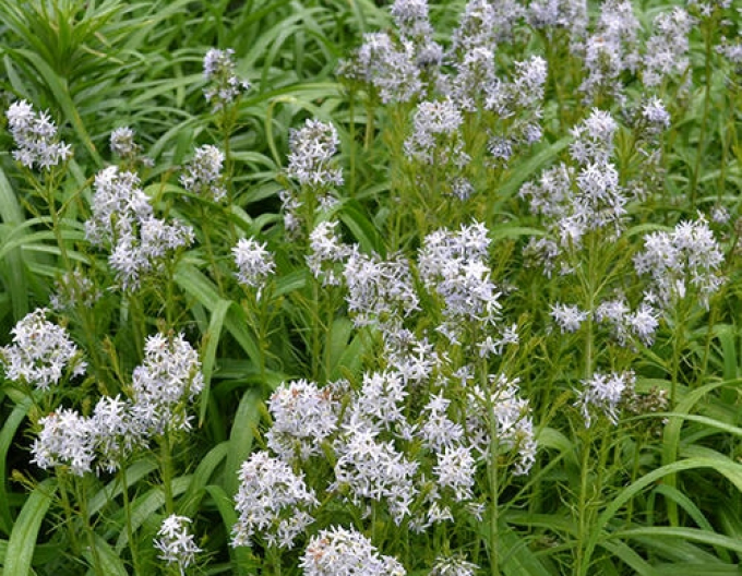 Amsonia Hubrichtová