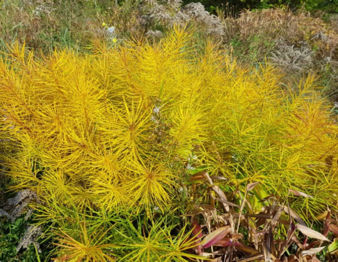 Amsonia Hubrichtová