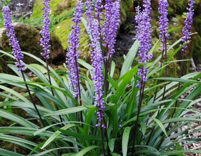 Liriope modřina