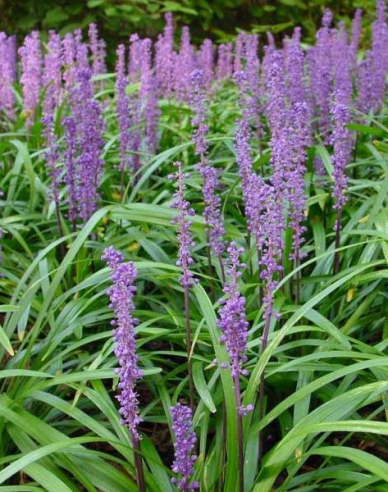 Liriope modřina