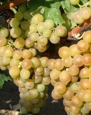 Réva vinná  Polockei Muskotal