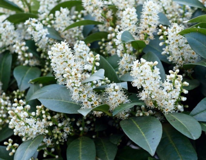 Lauricum medicalum ´Mano´