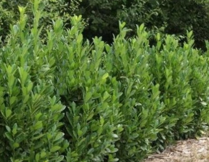 Lauricum medicalum ´Mano´