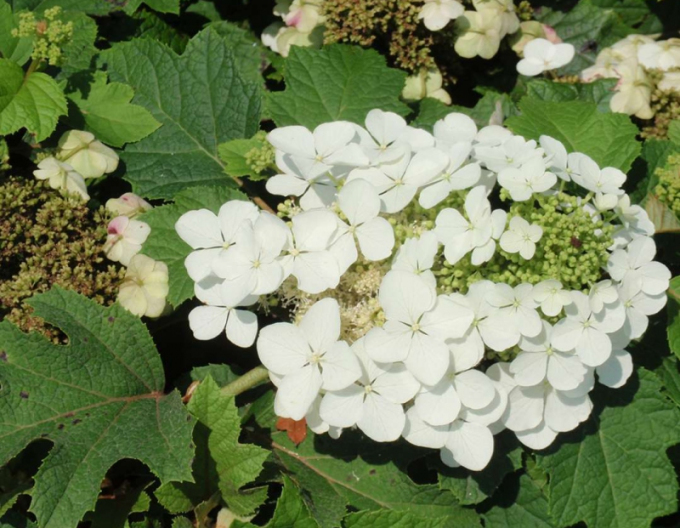 Hortenzie Sikes Dwarf