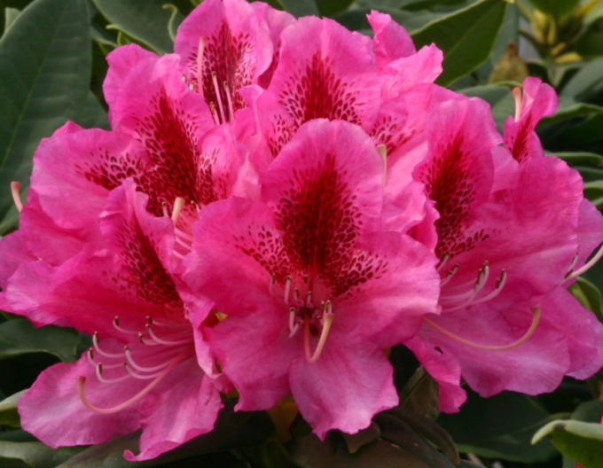 Rhododendron Cosmopolitan